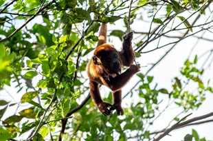 Anamela Aventura - Hotel Anamela - Mani, Casanare - image - 18