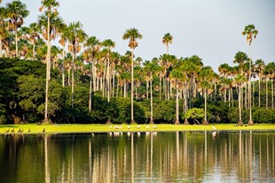 Anamela Aventura - Hotel Anamela - Mani, Casanare - image - 13