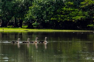 Anamela Aventura - Hotel Anamela - Mani, Casanare - image - 23