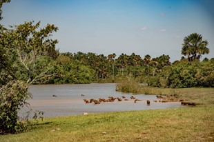 Anamela Aventura - Hotel Anamela - Mani, Casanare - image - 29