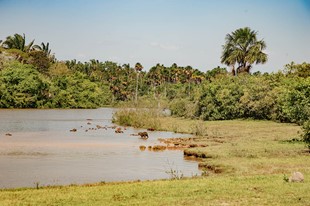 Anamela Aventura - Hotel Anamela - Mani, Casanare - image - 32