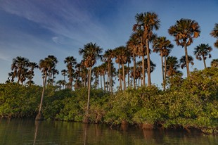 Anamela Aventura - Hotel Anamela - Mani, Casanare - image - 52